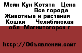 Мейн Кун Котята › Цена ­ 15 000 - Все города Животные и растения » Кошки   . Челябинская обл.,Магнитогорск г.